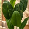 Artificial Banana Tree