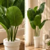 ChatGPT Image Sep 10, 2026, 03_57_10 PM (2) Banana Tree - product view 3