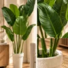 ChatGPT Image Sep 10, 2026, 03_59_19 PM Banana Tree - product view 4