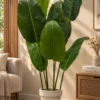 d1bbaf75-0791-492f-b40d-4ba882c43c80 Banana Tree